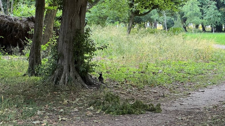 Vranam v soboškem parku odklenkalo, v prihodnjih dneh nad njih tudi z vodnim curkom