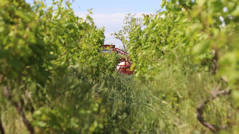 Tragična nesreča v vinogradu: Prevrnil se je traktor, traktorist umrl