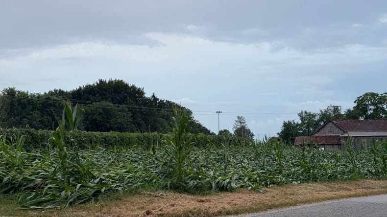 Fotografije z Goričkega, ki puščajo odprta usta: Tako je neurje obračunalo s koruzo
