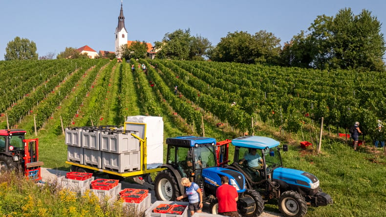 Trgatev letos rekordno zgodaj, v Radomerščaku so grozdje za penine že začeli obirati