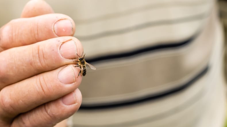 Poleti več pikov žuželk, v soboškem zdravstvenem domu tedensko obravnavajo več deset bolnikov