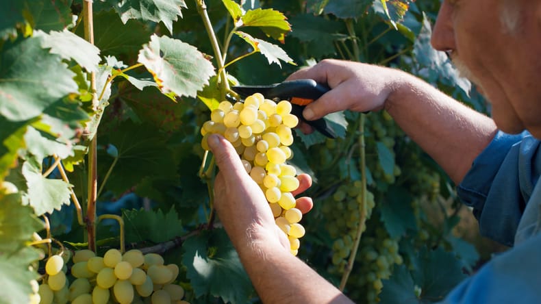 Sezonsko delo v polnem zamahu: Preverite, kdo išče pomoč