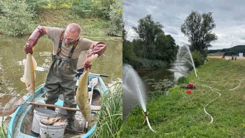Več kot deset ton poginulih rib v jezeru Pristava, kaj se je zgodilo?