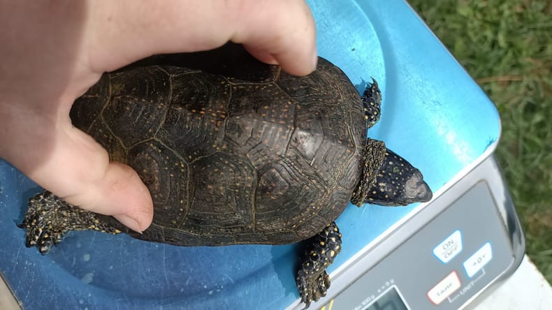 Na Hodoškem jezeru zabeležili 12 močvirskih sklednic