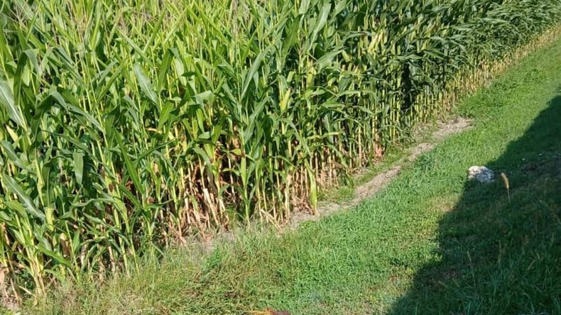 Odcvetele rože končajo kar čez ograjo pomurskega pokopališča, obiskovalce pozivajo k več spoštovanja 