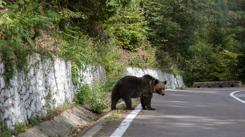 Na poti proti morju nepričakovano srečanje: Na avtocesto zašel medved