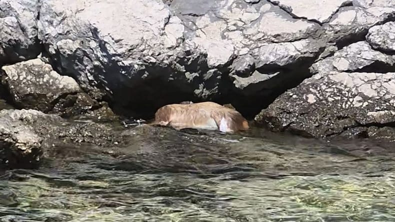 FOTO: Prizor, ki je pretresel mnoge: na Krku v morju našli poginule srnice