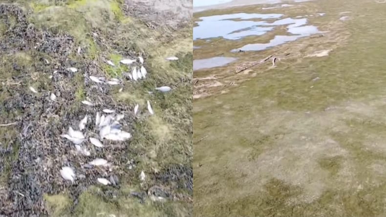 Množičen pogin rib v Ormoškem jezeru, ribiči zahtevajo odgovore: »Takšni prizori se ne smejo ponavljati«