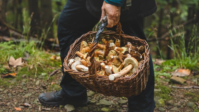 Gobarska sezona vabi tudi Pomurce, a letos velja posebno opozorilo