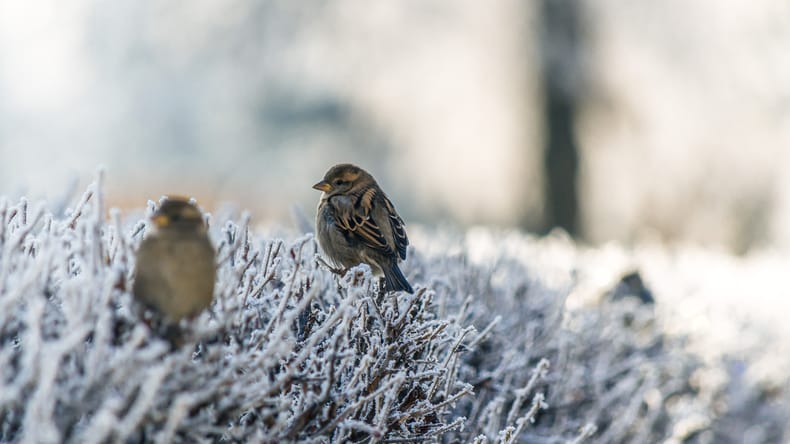 Slovenijo čakajo mrzla jutra, temperature ponekod le malo nad ničlo