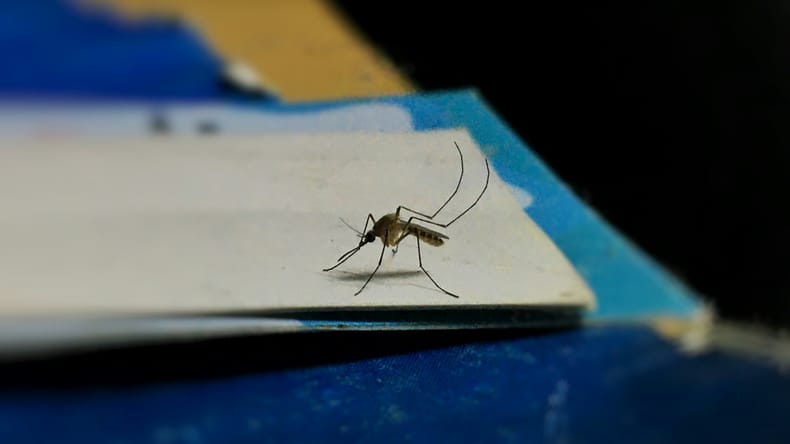 Virus Zahodnega Nila se širi po Evropi, letos že več kot tisoč okužb