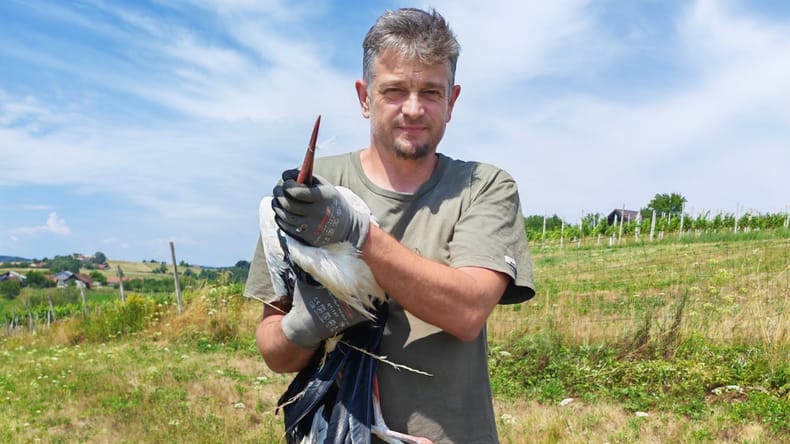 Na Goričkem rešili onemoglo štorkljo