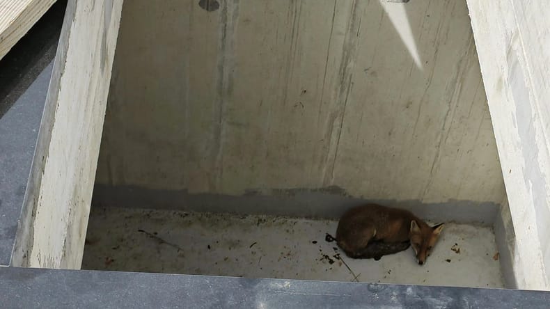 V odprti grobnici našli lisico, sledil je nepričakovan razplet