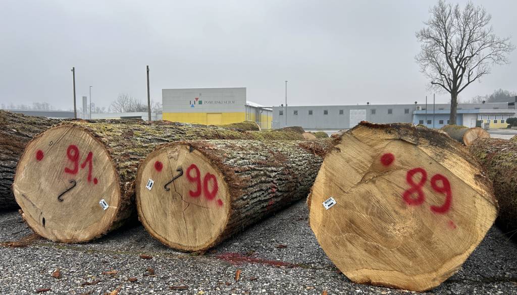 FOTO: Preverili smo, kako poteka zbiranje hlodovine za dražbo lesa v Gornji Radgoni