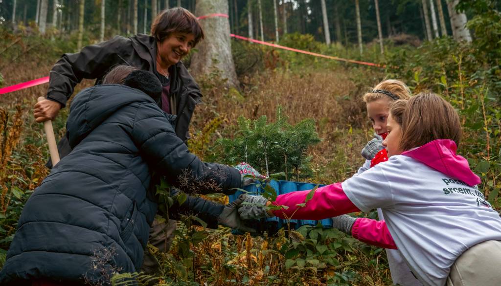 Radenska obnavlja gozdove, več kot 3000 semenskih bombic in 200 sadik jelk