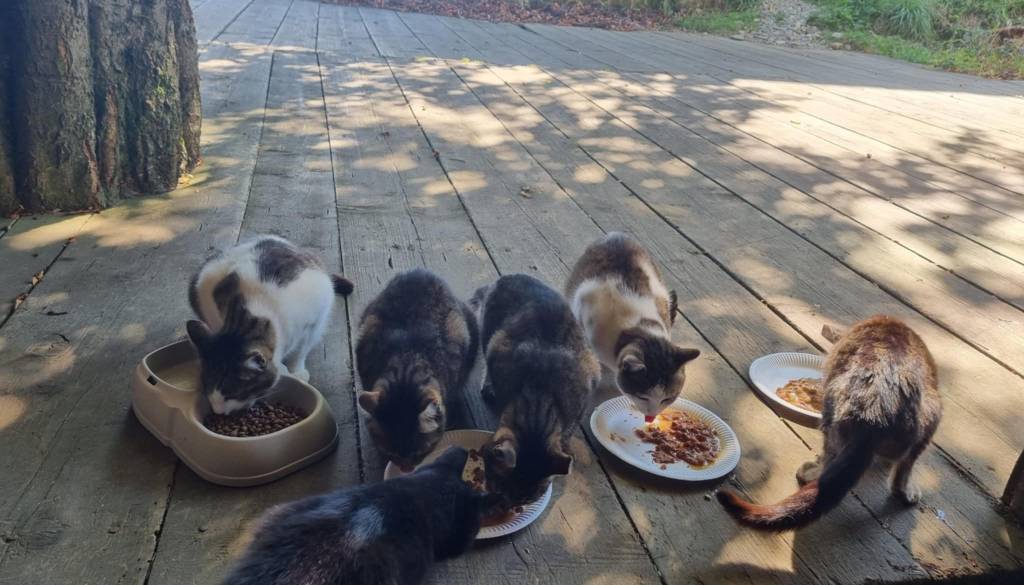 Pohorske muce ne bodo ostale brez zavetja. Marprom pred časom nabavilo mini mačje 'hotele'