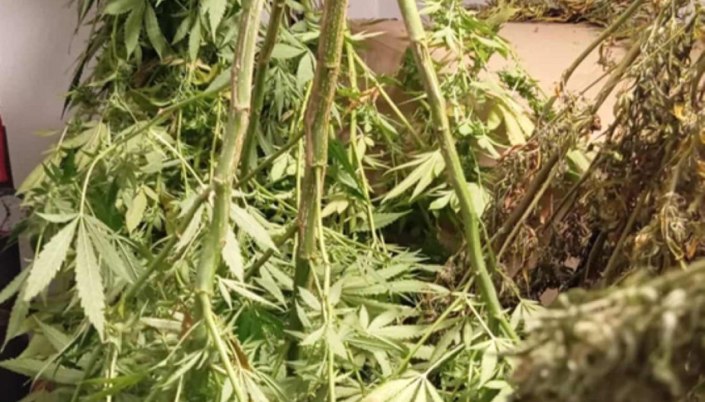 Na Goričkem zasegli 15 rastlin prepovedan droge in dve puški