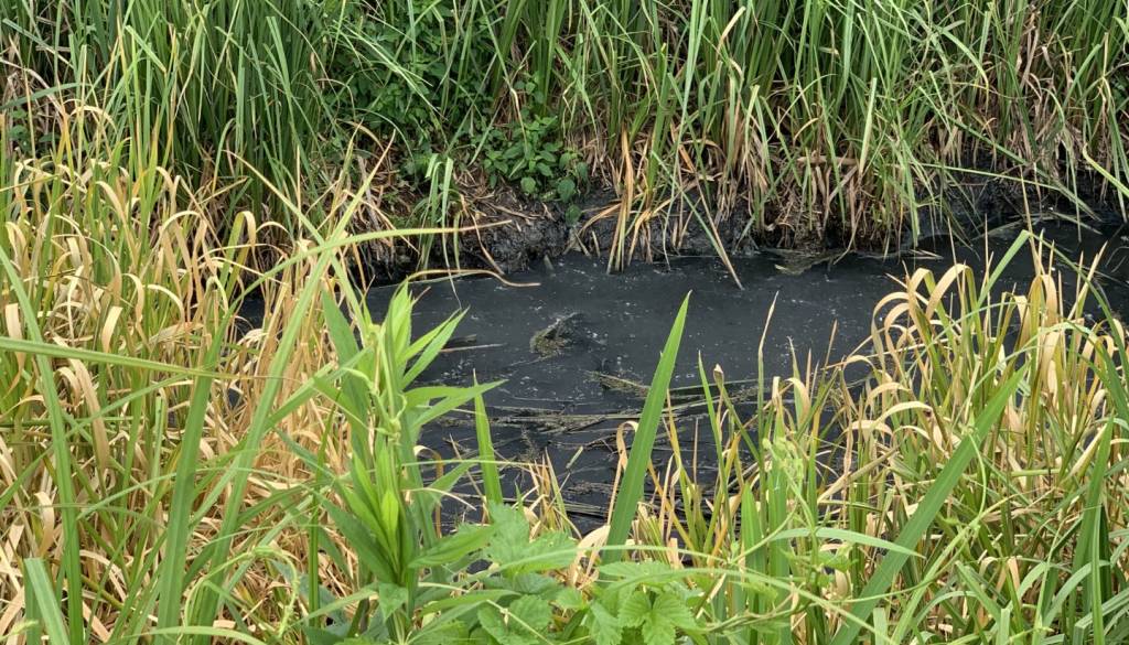 Iz bioplinarne znova izlitje odpadnih voda, strah pred resnim okoljskim tveganjem