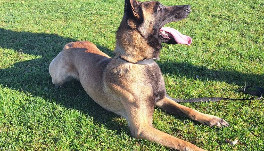 Slovo od policijske službe: trije štirinožci želijo v civilno življenje