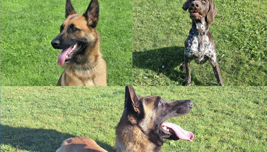 Max, Orkan in Ran so trije pasji policisti, ki iščejo topel dom