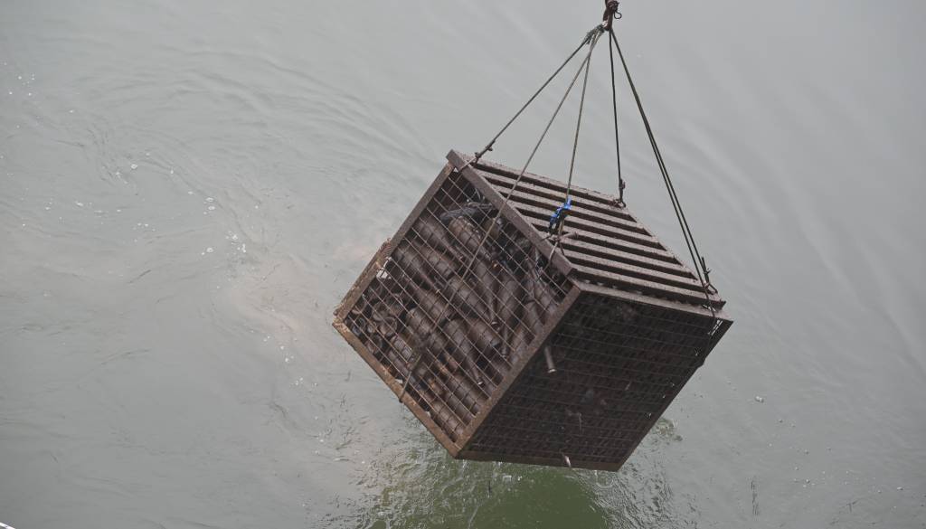 Na martinovo iz Drave dvignili 400 steklenic vina