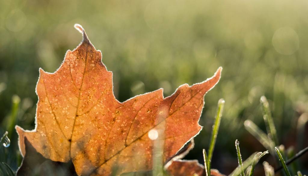 Vremenska postaja pri Ptuju razkriva: Na martinovo po 218 dneh temperatura padla pod ničlo