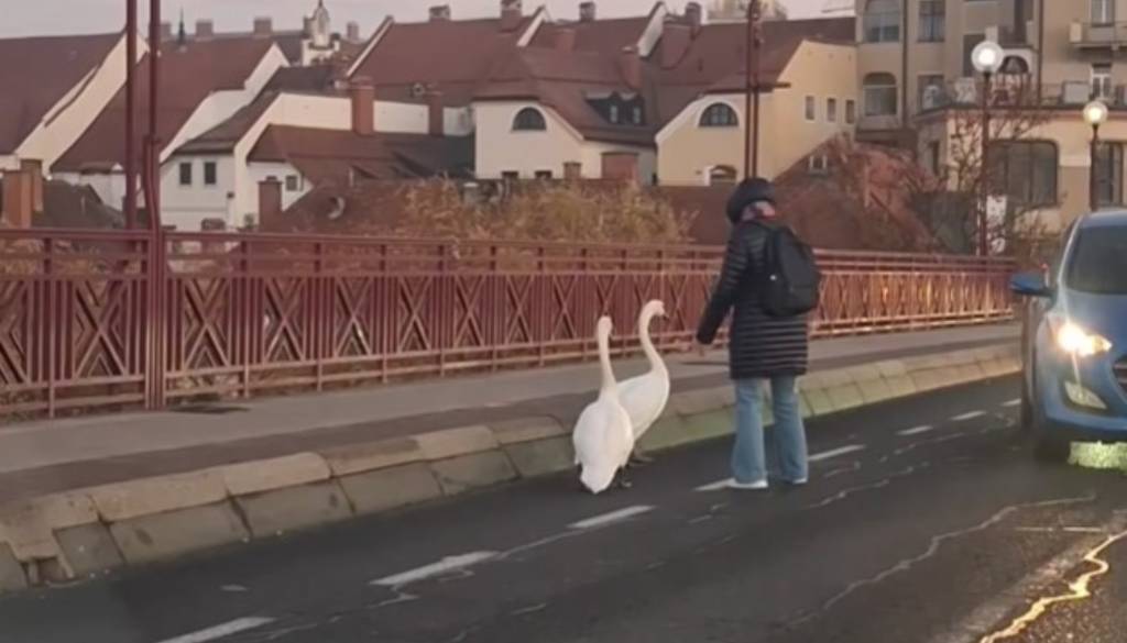 VIDEO: Labodji par na sprehodu na Starem mostu, posredovali mariborski gasilci