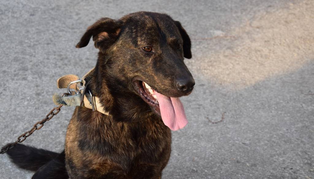 Nič več trajnega privezovanja psov na verige, tako visoke so kazni za kršitelje