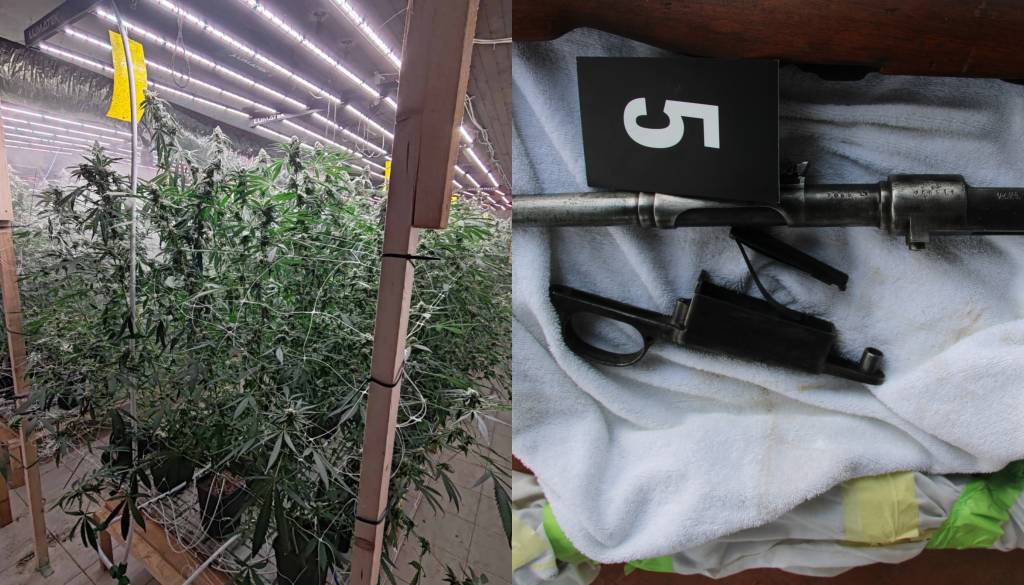 Mariborski policisti odkrili večje nasade konoplje in orožje 