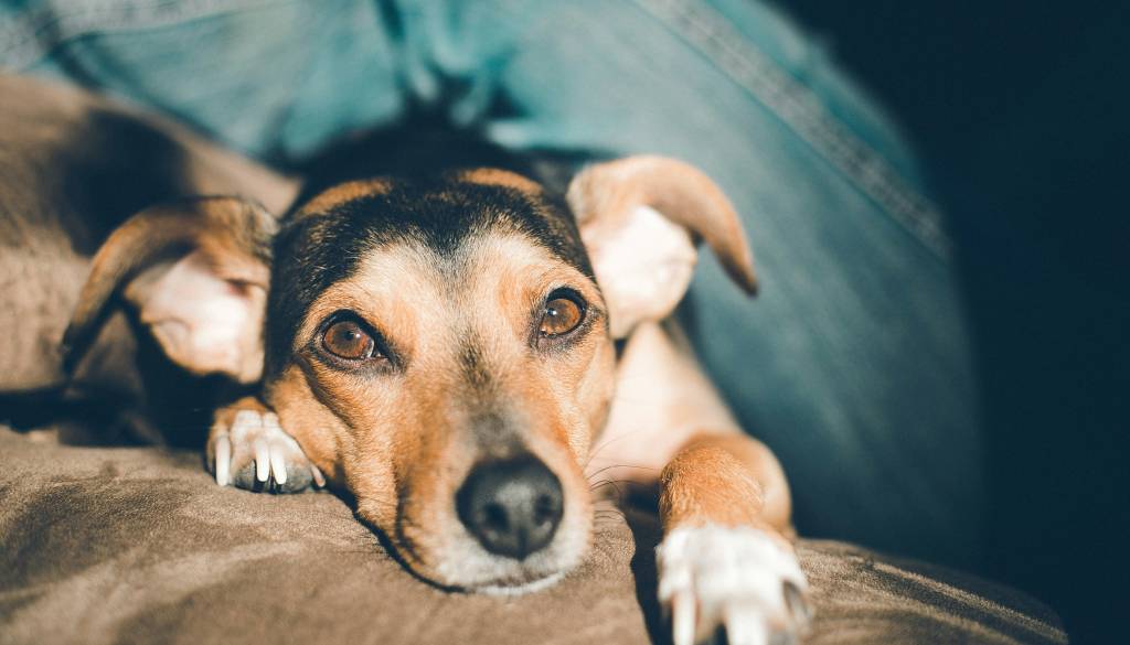 Nov pravilnik o privezovanju psov, kazni za kršitelje visoke