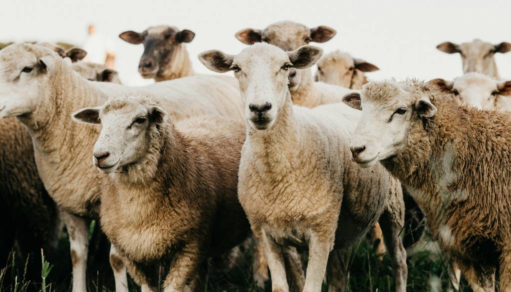 Bolezen modrikastega jezika: Skoraj 300-odstotna rast pogina ovac