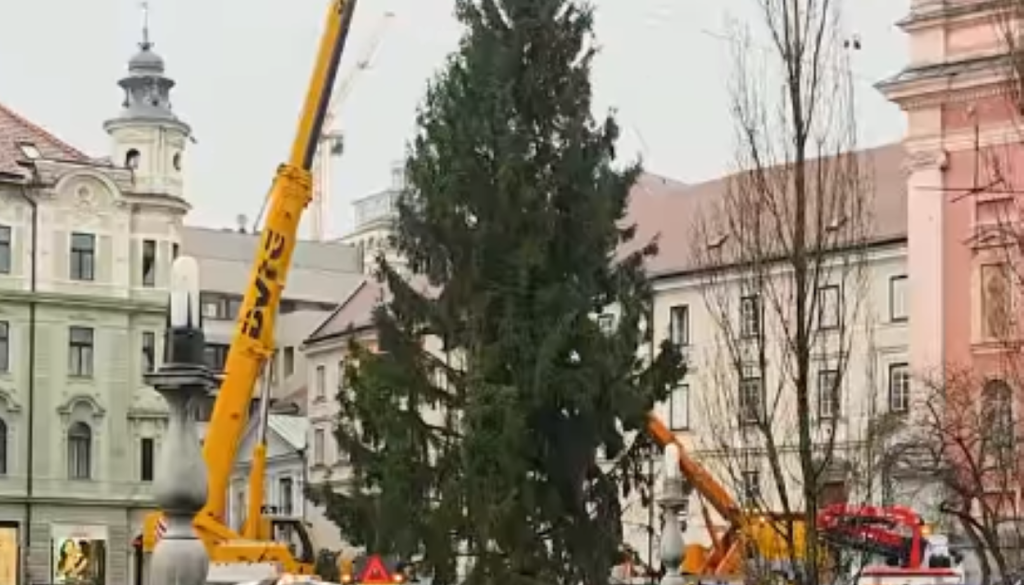 VIDEO: Praznična smreka iz Medvod že krasi Prešernov trg, občina zbira predloge za njeno ime