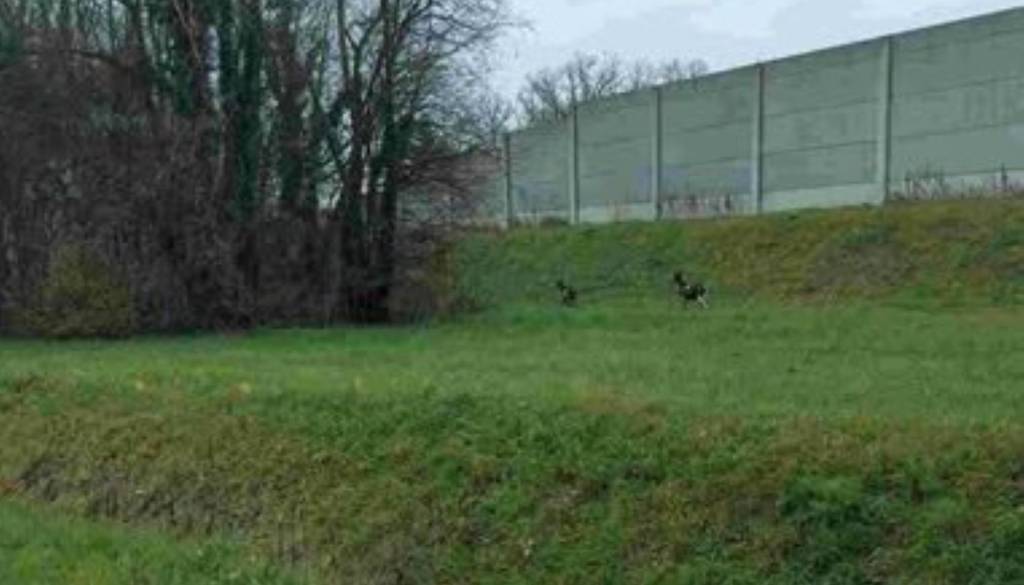 Pozor: Po Dražencih se pri ribniku že nekaj dni sprehajata dve kozi – lastnik naj se čimprej javi