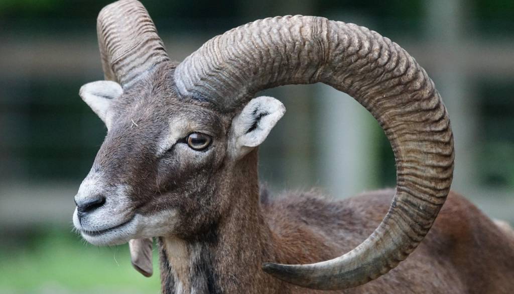 Na Boču množični pogin muflonov zaradi bolezni modrikastega jezika