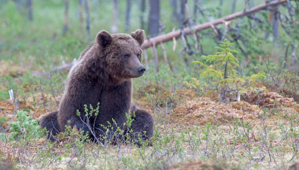 Šokantno: medved poškodoval 11 otrok in učiteljic