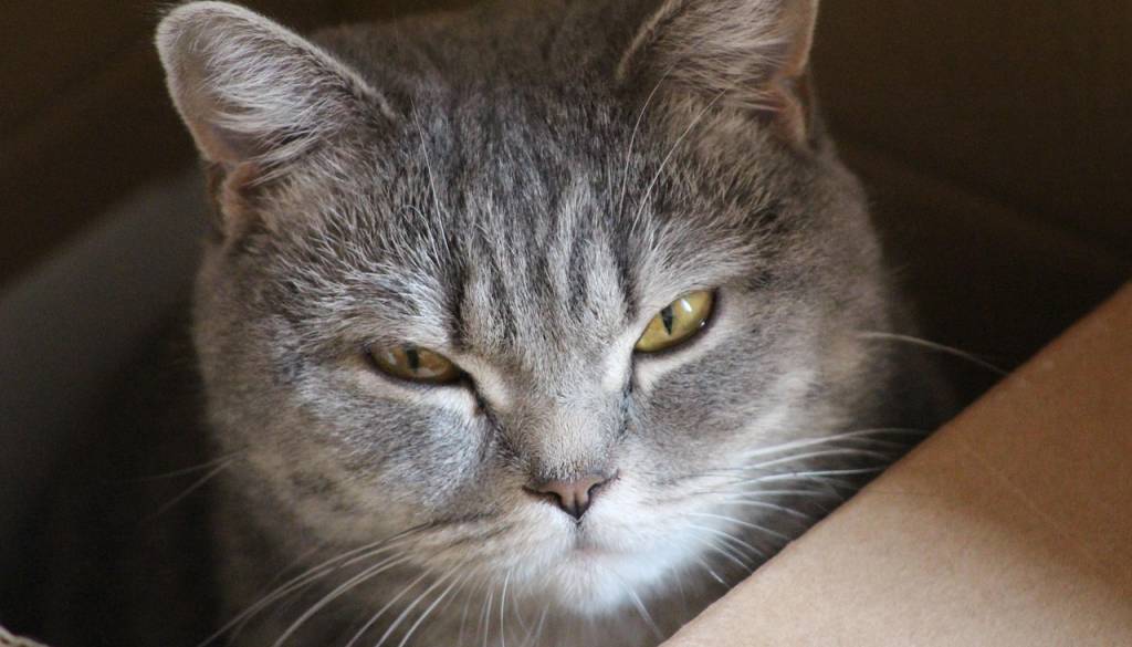 Uslužbenka iz paketa zaslišala čudne zvoke. Ko so ga policisti odprli, je sledil šok