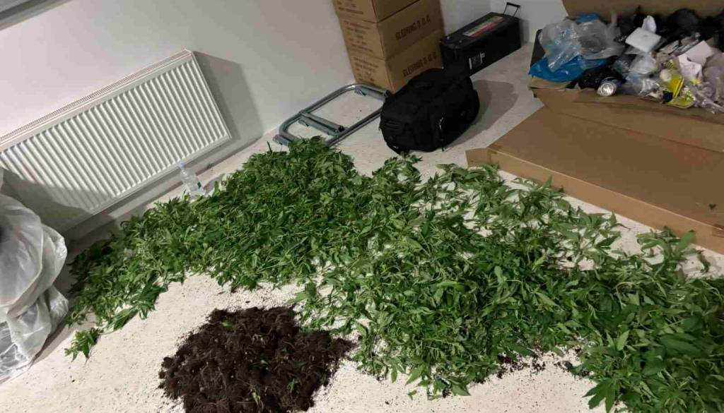 FOTO: Na območju Trzina odkrili devet prostorov za gojenje konoplje, zasegli več kot 250 sadik konoplje