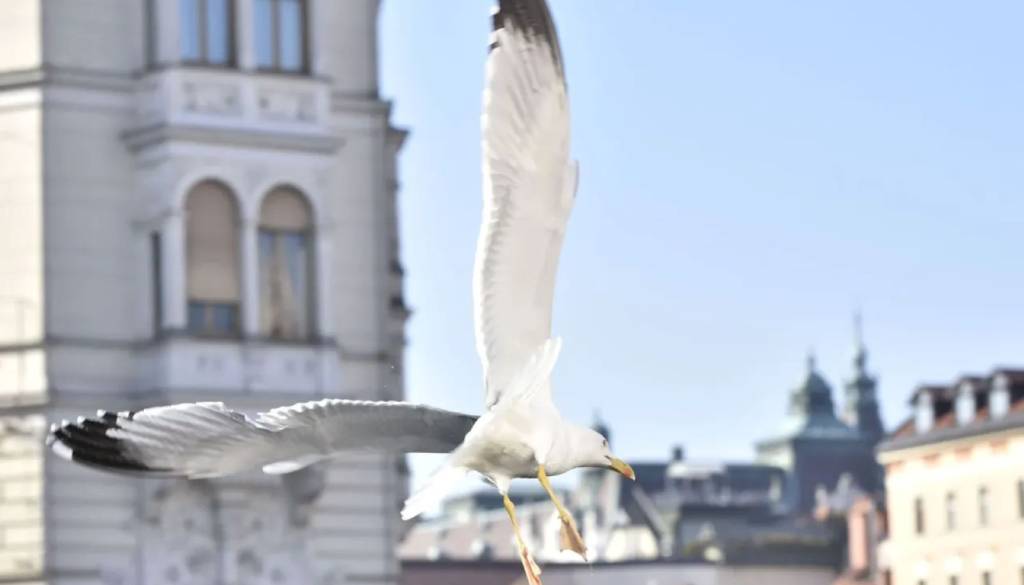 Okužena Ljubljana: Ptičja gripa potrjena pri galebu, strokovnjaki svarijo pred stikom z divjimi pticami