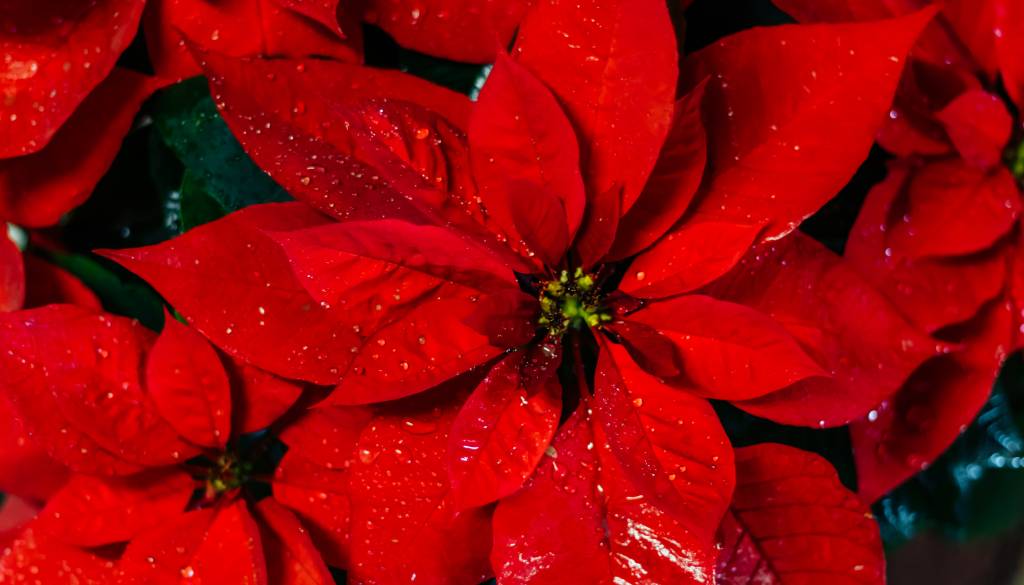 Pozabite na božično zvezdo...