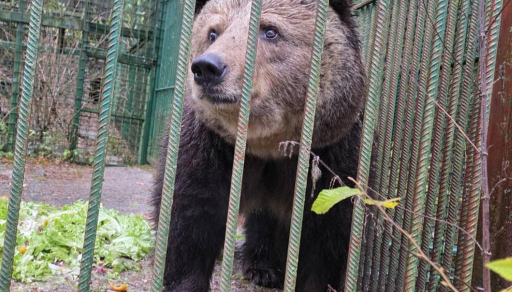 Tina Gaber Golob: »Tudi Mici je svobodna.«