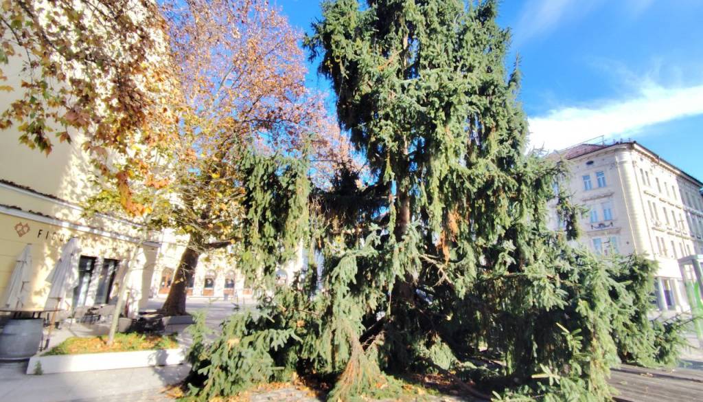 FOTO: Najgrša smreka v mestu? Pri Figovcu mimoidoči ne morejo verjeti svojim očem