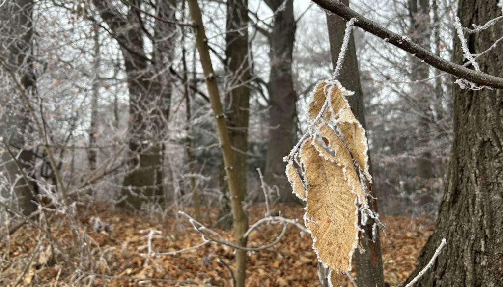 Za vikend jasno, v začetku tedna pa spet več ...