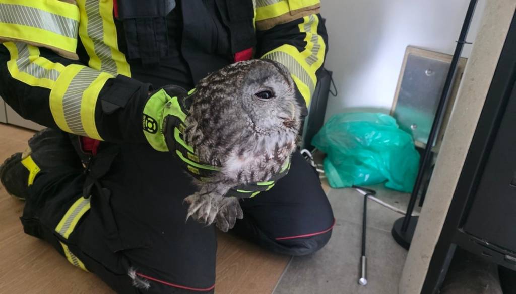 FOTO: V okolici Maribora gasilci iz dimnika reševali sovo