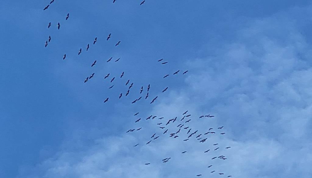 Nad Pomurjem jata žerjavov, veličasten prizor na jesenskem nebu