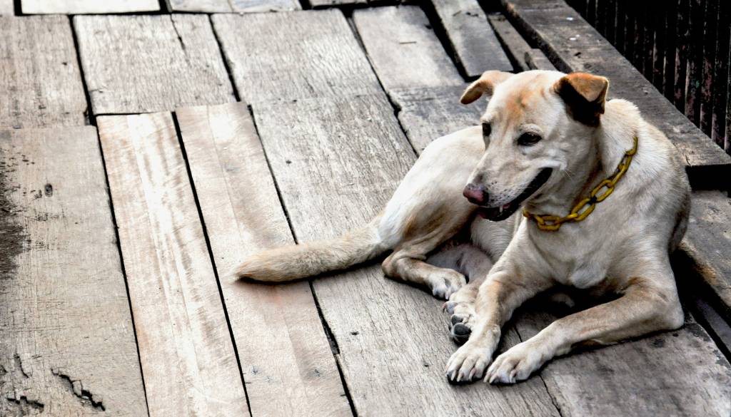 Konec bivanja psov na verigah