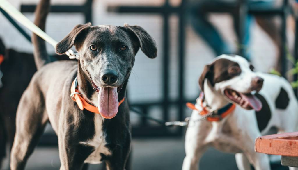 Konec bivanja psov na verigah, kršiteljem visoke globe