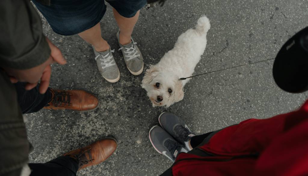 Še ena azijska država prepovedala uživanje mesa psov in mačk