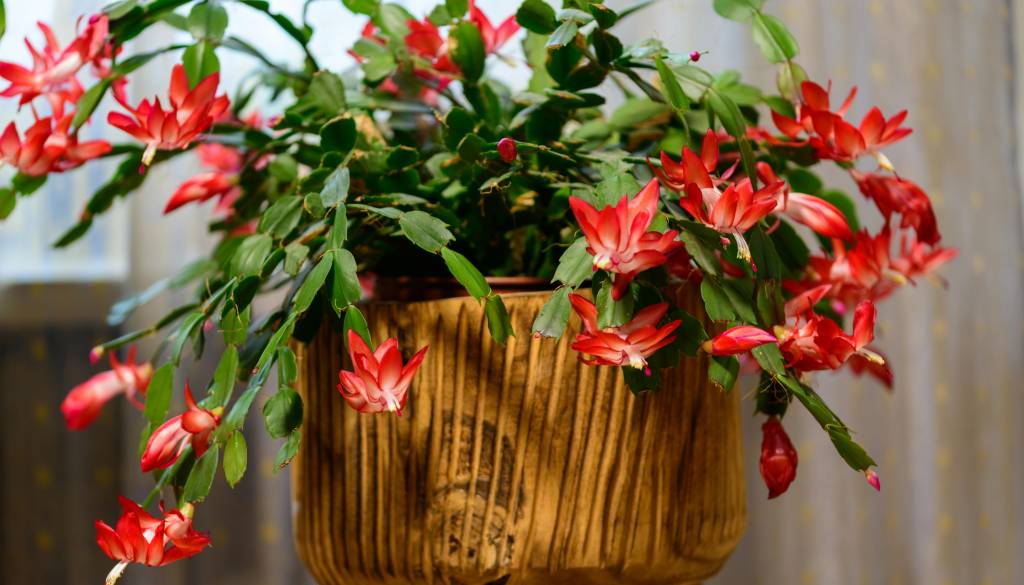 Pozabite na božično zvezdo, raje izberite tega lepotca