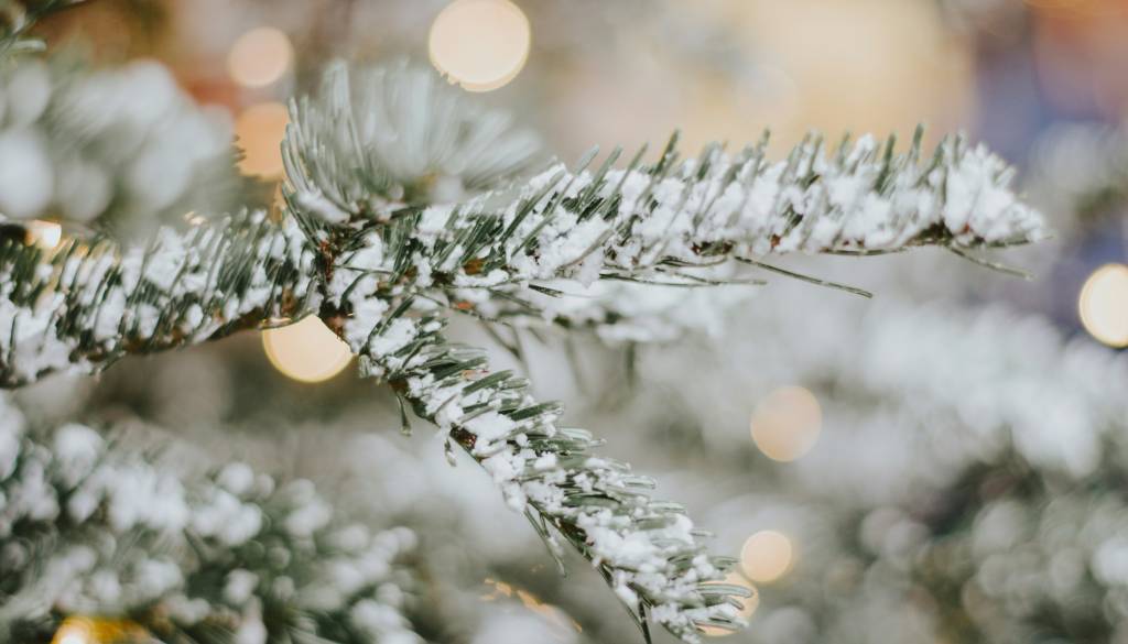 Praznični poziv: Smreka z vašega vrta lahko postane del praznične okrasitve