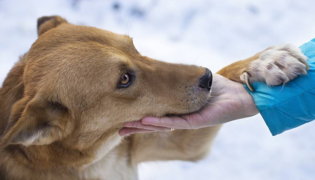 Pes vam pogosto položi tačko na nogo? Veterinarka razkriva, kaj vam s tem sporoča
